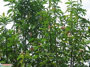 宜宾云辰乔木园林有限责任公司